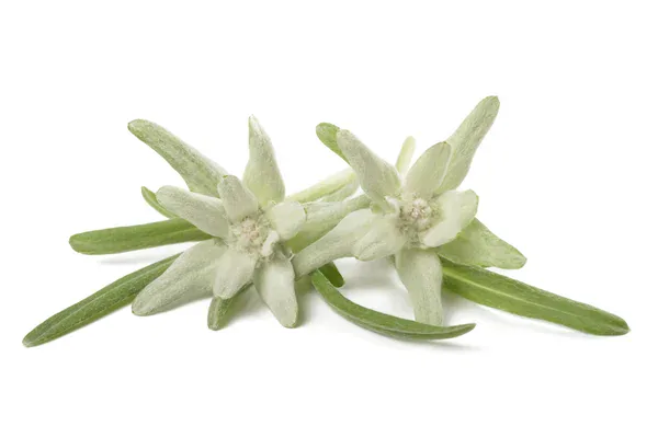 Edelweiss with Frequencies